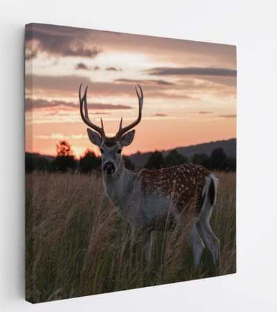 Saammp Canvas Schilderij - jong hert met zonsondergang - Natuur - Dieren - 20x20 - Foto op canvas - Wanddecoratie - Muurdecoratie Woonkamer - Slaapkamer decoratie - Canvas Print
