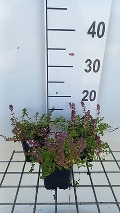 6x Kruiptijm - Thymus pulegioides | 9x9 cm pot
