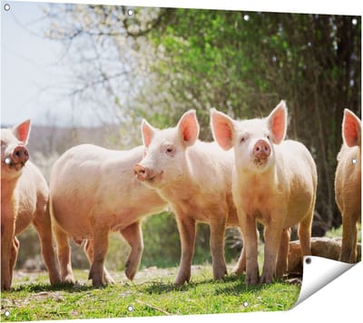Gards Tuinposter Groep Jonge Varkens - 120x90 cm - Tuindoek - Tuindecoratie - Wanddecoratie buiten - Tuinschilderij