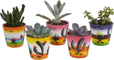 Vetplanten mix 5.5 cm in Mexicaanse pot | 5 stuks