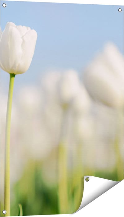 Gards Tuinposter Witte Tulpen - Bloemen - 60x90 cm - Tuindoek - Tuindecoratie - Wanddecoratie buiten - Tuinschilderij