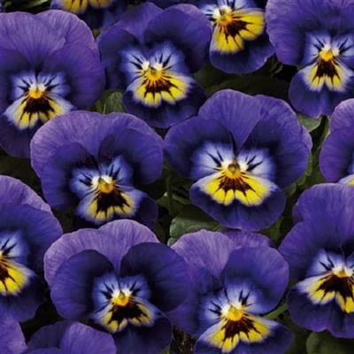 Viooltje Twix Blue and Yellow