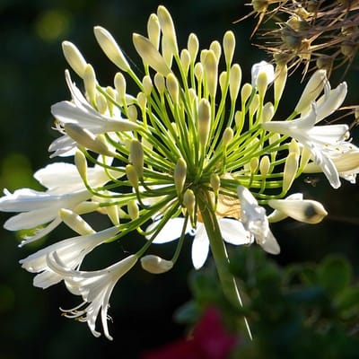 6x Agapanthus hybrida 'Arctic Star' Pot 9x9cm - Prachtige winterharde plant