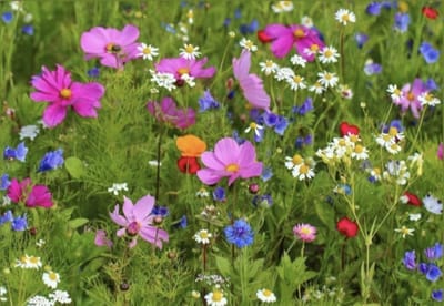 Veldbloemen zaad Summertime 25 gram - 12,5 m2 - éénjarig kleurrijk bloemen mengsel - cosmea - zinnia - gemengde korenbloem - bije-en vlindervriendelijk - biodiversiteit