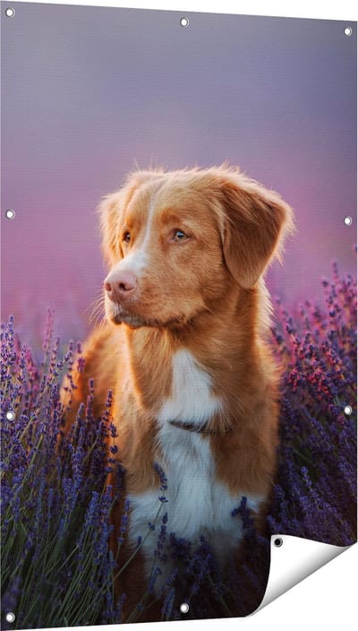Gards Tuinposter Retriever Hond tussen de Lavendel Bloemen - 80x120 cm - Tuindoek - Tuindecoratie - Wanddecoratie buiten - Tuinschilderij