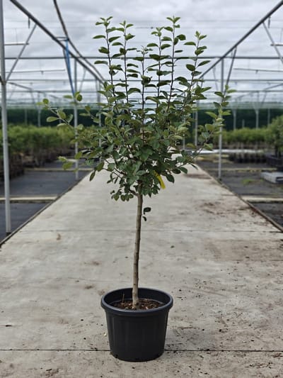 Malus domestica - Oude Appelboom 'Notarisappel' - Onderstam M111 - 45L pot - ca. 2m