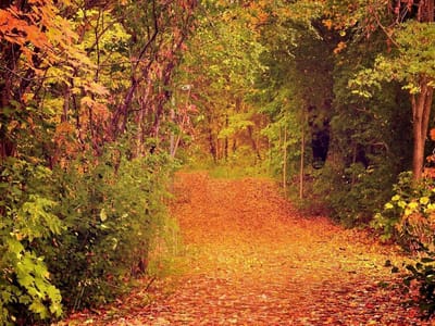 Puzzel 1000 stukjes - Legpuzzel volwassenen - Ontspanning thuis - HD printtechnologie - 75x50cm - Herfst bos