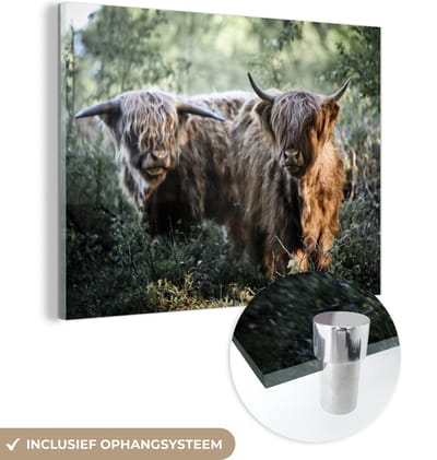 MuchoWow® Glasschilderij 160x120 cm - Schilderij acrylglas - Schotse Hooglanders - Bos - Dieren - Foto op glas - Schilderijen