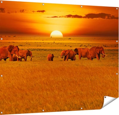 Gards Tuinposter Olifanten in het Wild - Zonsondergang - 150x120 cm - Tuindoek - Tuindecoratie - Wanddecoratie buiten - Tuinschilderij