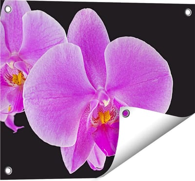 Gards Tuinposter Licht Paarse Orchidee - Bloem - 50x40 cm - Tuindoek - Tuindecoratie - Wanddecoratie buiten - Tuinschilderij