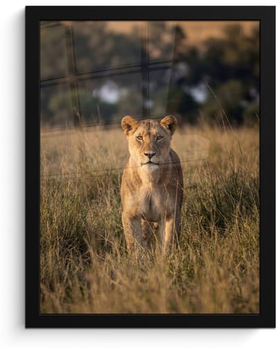 Poster in lijst - Fotolijst 30x40 cm - Posters - Leeuwin - Gras - Geel - Posterlijst zwart - Decoratie - Wanddecoratie woonkamer - Muurdecoratie slaapkamer