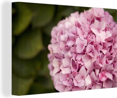Canvas schilderij 150x100 cm - Wanddecoratie Close-up van een roze hortensia - Muurdecoratie woonkamer - Slaapkamer decoratie - Kamer accessoires - Schilderijen