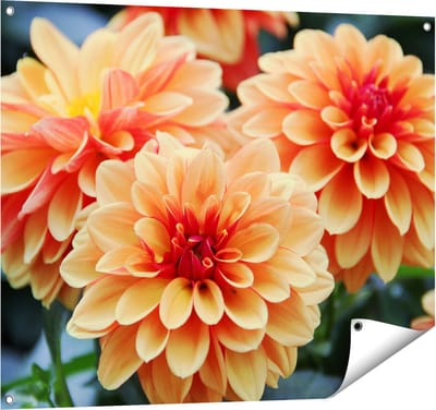 Gards Tuinposter Oranje Dahlia Bloemen - 100x80 cm - Tuindoek - Tuindecoratie - Wanddecoratie buiten - Tuinschilderij