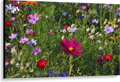 Canvas  - Velt met Bloemen in alle Kleuren  - 120x80cm Foto op Canvas Schilderij (Wanddecoratie op Canvas)