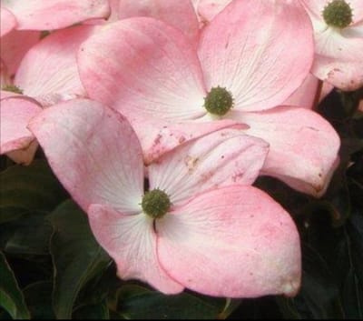 Cornus kousa 'Satomi' ('new red/rosabella') - Japanse Grootbloemige Kornoelje 30- 40 cm in pot