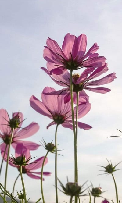Fotobehang - Cosmos Flowers 150x250cm - Vliesbehang