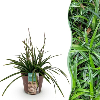 Plantenboetiek.nl | Siergrassen - Carex morrowii Irish Green - Groen & Geel - Groenblijvend - Winterhard - Ø17cm - 40-50cm hoog - Tuinplant