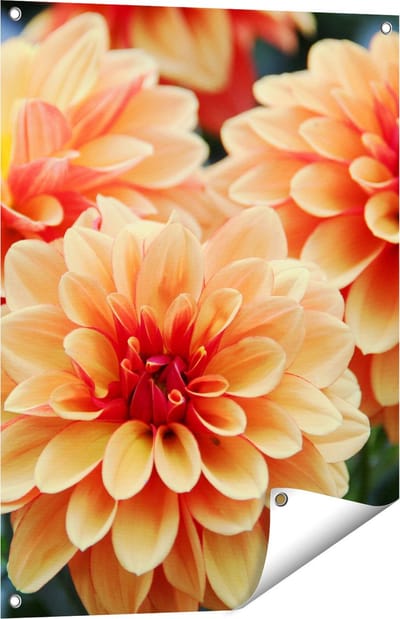 Gards Tuinposter Oranje Dahlia Bloemen - 60x80 cm - Tuindoek - Tuindecoratie - Wanddecoratie buiten - Tuinschilderij