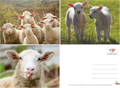 Ansichtkaarten Set - Dierenkaarten - Persoonlijke Groeten - Grappige Schaap Motieven - DIN A6 Formaat - Meerdere Kleuren