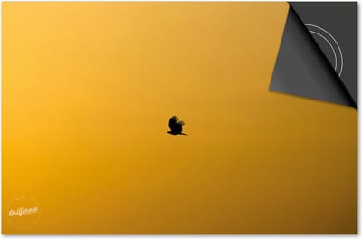 Inductie beschermer 60x60 - afdekplaat inductie mat - Dietrix Kookplaat beschermer - Exclusief - Black en Gold - Vogel in gouden lucht