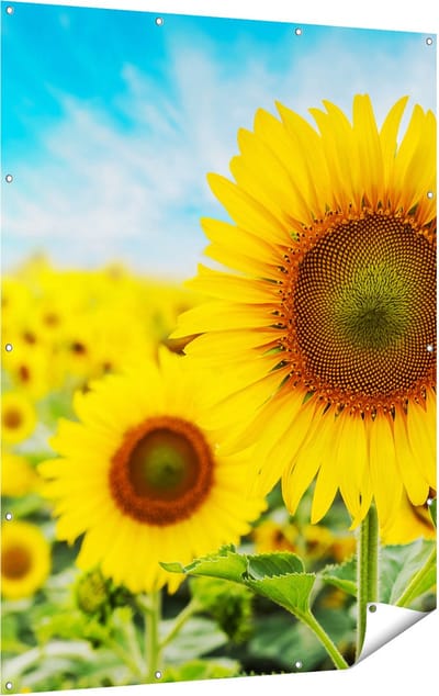 Gards Tuinposter Zonnebloemen Veld - 120x160 cm - Tuindoek - Tuindecoratie - Wanddecoratie buiten - Tuinschilderij