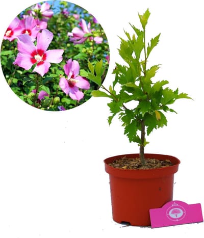 Hibiscus Syriacus 'Maike' Altheastruik, 2 liter pot