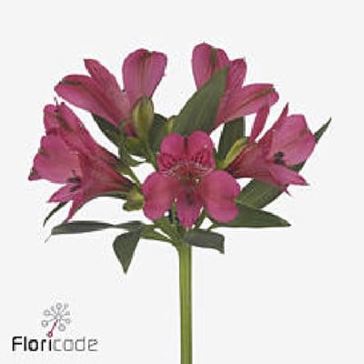 10x Alstroemeria bikini 70cm