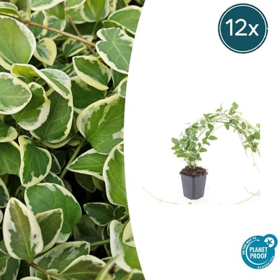 Trendyplants - Vinca major 'Variegata' - 12 stuks - Grote Maagdenpalm - Winterhard - Hoogte 10-30 cm - Potmaat Ø9cm