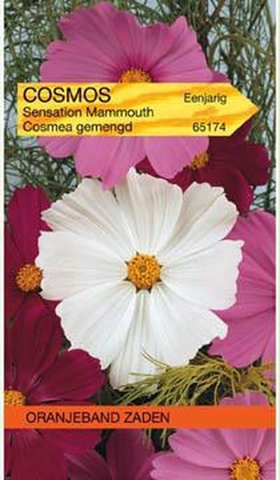 Cosmos, Cosmea Sensation gemengd