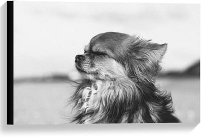 Canvas  - Klein Hondje in Zwart Wit  - 60x40cm Foto op Canvas Schilderij (Wanddecoratie op Canvas)