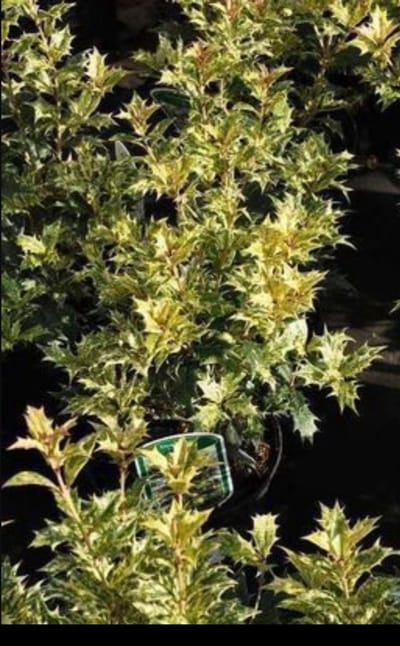 Osmanthus het. 'Goshiki' ('tricolor') - Schijnhulst 40- 50 cm in pot
