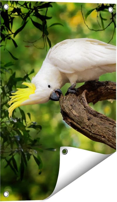 Gards Tuinposter Twee Witte Kaketoes in de Bomen - 40x60 cm - Tuindoek - Tuindecoratie - Wanddecoratie buiten - Tuinschilderij