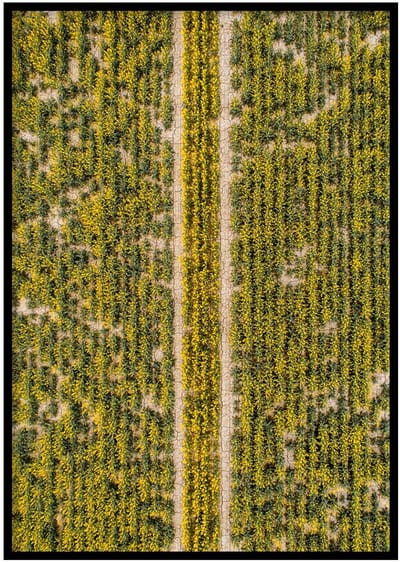 Poster Veld- 30x40cm met Fotolijst – Natuur Poster – Ingelijst