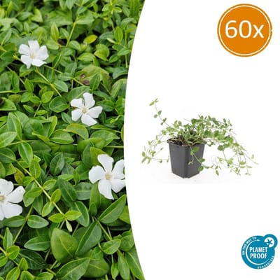 Tuinplantenshop.com | Vinca minor 'Gertrude Jekyll' | 60 stuks - Ø9cm - 10-25cm hoog - Tuinplant