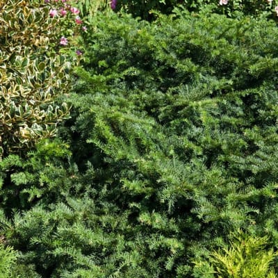 Plants Online BV - Planten - Haagplanten - Coniferen - Tuinplanten - Sier coniferen - Set van 1 - Venijnboom 'Repandens'