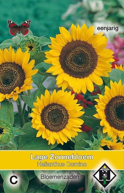 Van Hemert - Zonnebloem Domino (Helianthus annuus)