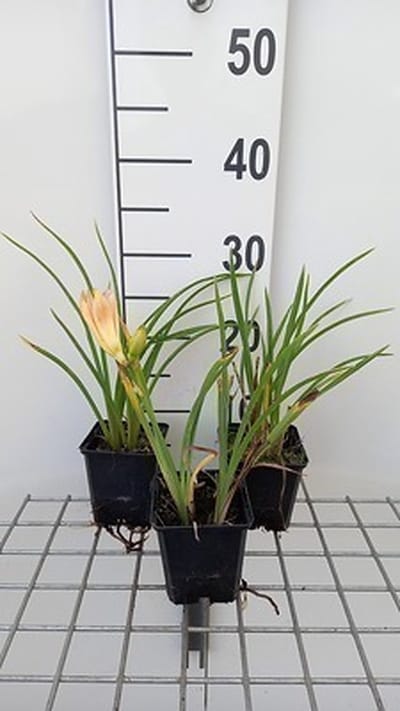 6x Daglelie - Hemerocallis hybr. 'On And On' | 9x9 cm pot