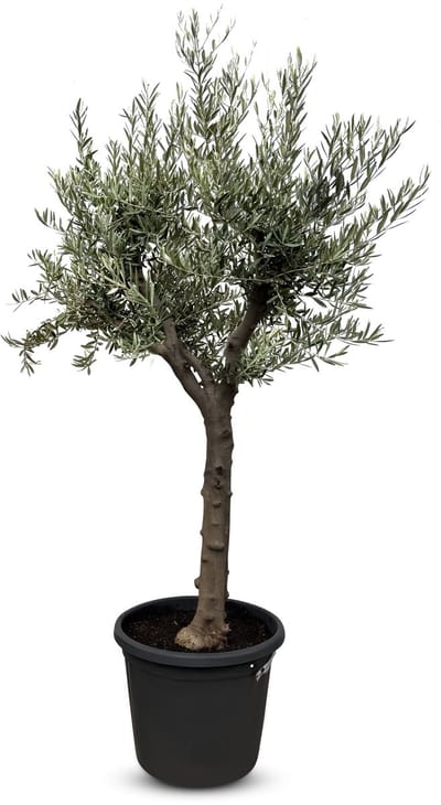 Sunny Tree - Boom - Olijfboom - Hojiblanca - Groenblijvend - 30 jaar oud- 170 cm - Vertakt - Winterhard