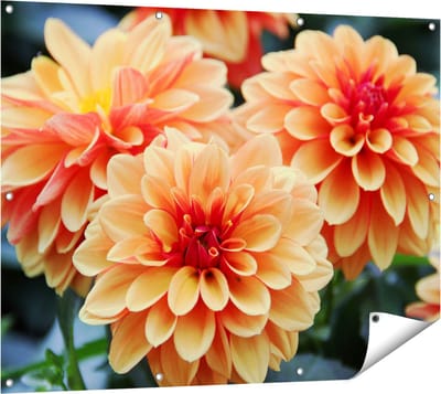 Gards Tuinposter Oranje Dahlia Bloemen - 120x90 cm - Tuindoek - Tuindecoratie - Wanddecoratie buiten - Tuinschilderij
