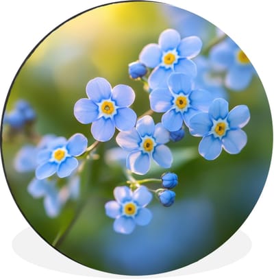 WallCircle - Wandcirkel - Muurcirkel - Bloemetjes - Blauw - Vergeet mij nietjes - Aluminium - Dibond - 30x30 cm - Binnen en Buiten