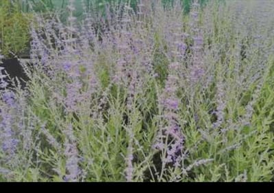 Perovskia atripl. 'Blue Spire' - Blauwspirea, Russische Salie 60- 80 cm in pot