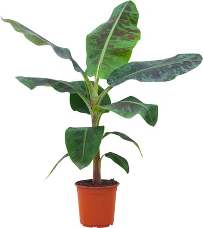 PLNTS - Musa Dwarf - Kamerplant - Kweekpot 12 cm - Hoogte 35 cm