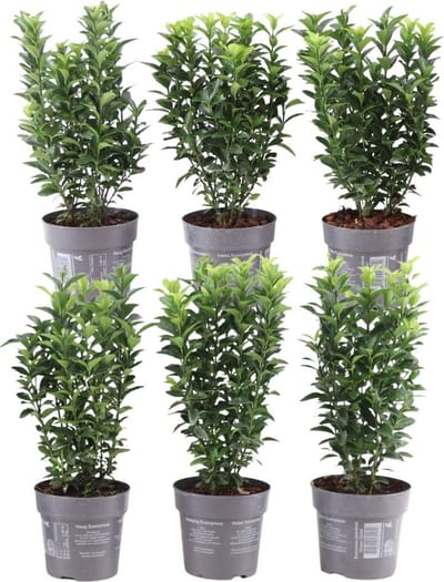 Plants by Frank | 1 strekkende meter Groene Kardinaalsmuts heg | 6x Euonymus japonicus 'Green Spire' Ø12 cm - 20 cm | winterharde haagplanten | Groenblijvende haag | Tuinplanten | Planten