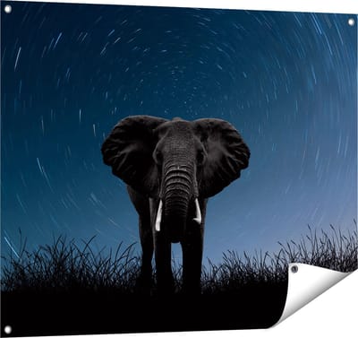 Gards Tuinposter Olifant Omringd met Sterren - 100x80 cm - Tuindoek - Tuindecoratie - Wanddecoratie buiten - Tuinschilderij