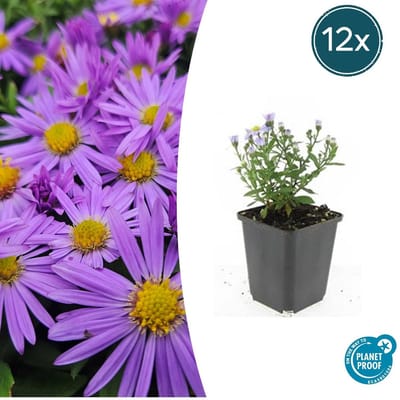 12 Stuks Herfst Aster, Kleur Paars met Geel Hard, Herfstbloeier, Aster (D) Prof. Anton Kippenberg - 10-25cm - Ø9cm