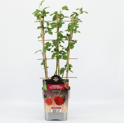 Fruitplanten mix DUO Fruit - Duo mix van 2 verschillende Bramen in een pot - hoogte 60 / 70 cm