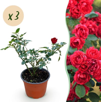 Green boutiQ - Tuin Roos - Rosa Rote The Fairy - Roos - Winterhard - Rood - 3 Planten - Pot 12cm - Hoogte 20-25cm