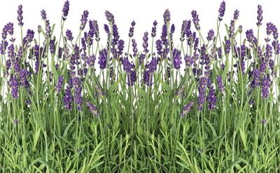 Fotobehang Flowers Lavender | XL - 208cm x 146cm | 130g/m2 Vlies