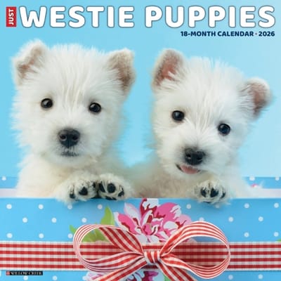 West Highland White Terrier Puppies Kalender 2026