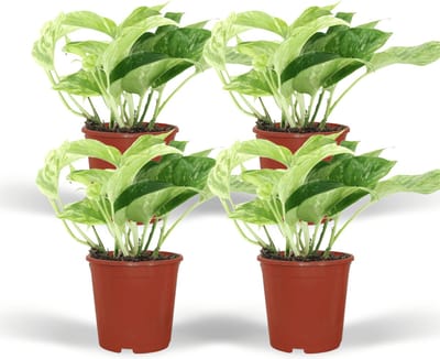 Plantenboetiek.nl | Epipremnum Marble Queen - Scindapsus | 4 stuks - Ø12cm - 15cm hoog - Kamerplant - Groenblijvend - Multideal